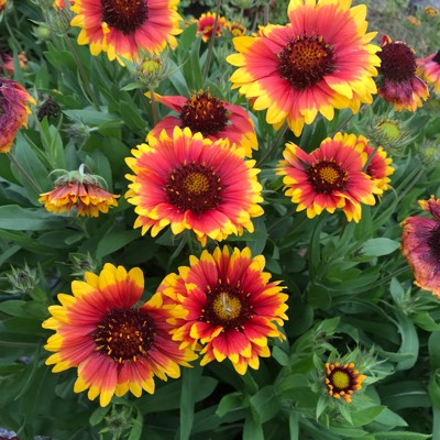 ひろんのプロフィール画像