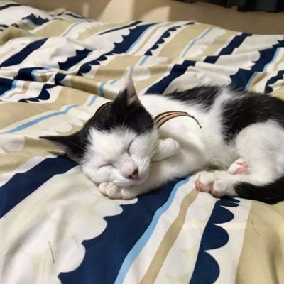 くうちゃん