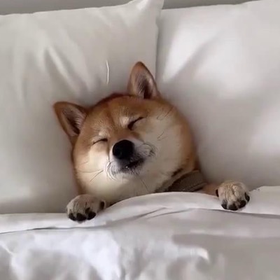 ぽむのプロフィール画像