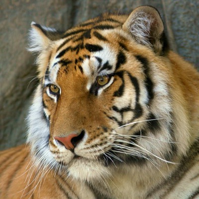 nomanのプロフィール画像