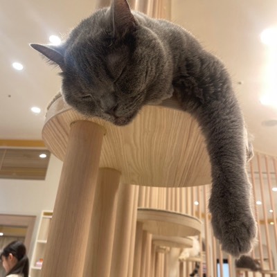 アスパラガール