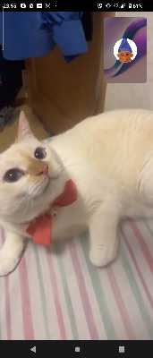 マフのプロフィール画像