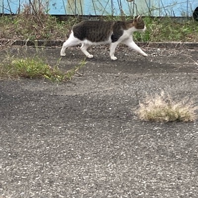 にゃおんのプロフィール画像