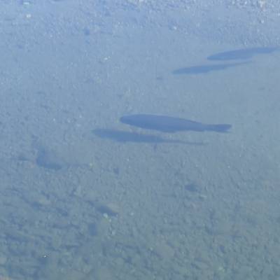 シーのプロフィール画像