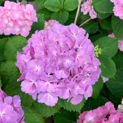 きらきらのプロフィール画像