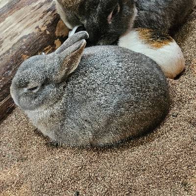 かず