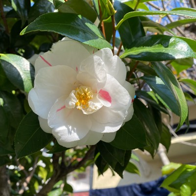 きょんのプロフィール画像