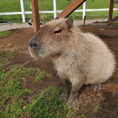 ベーさんのプロフィール画像