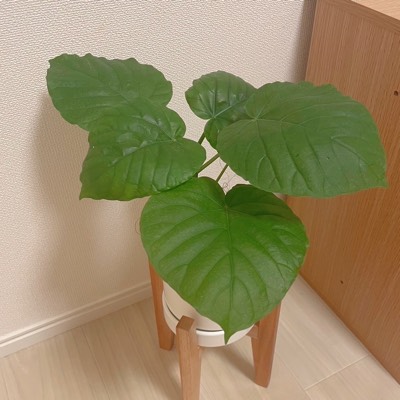 かぁのプロフィール画像