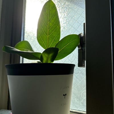 フィカス🌱