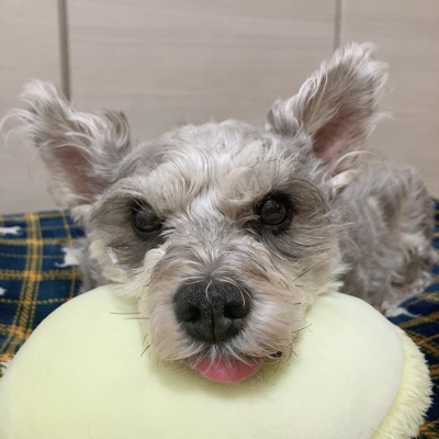 レンくんのプロフィール画像