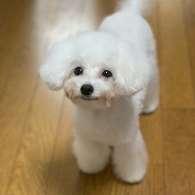 カサイのプロフィール画像