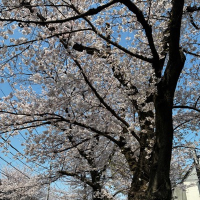 絶対やめるマン