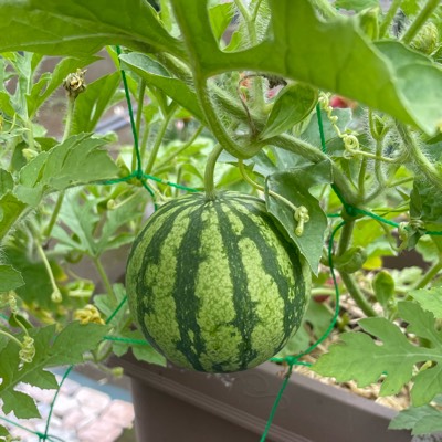 にゃってぃのプロフィール画像