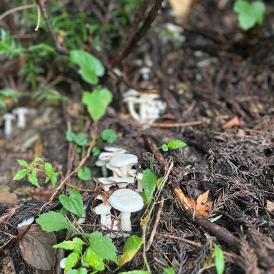 かすぼのプロフィール画像