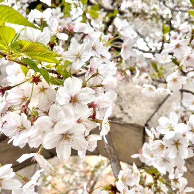 葉桜