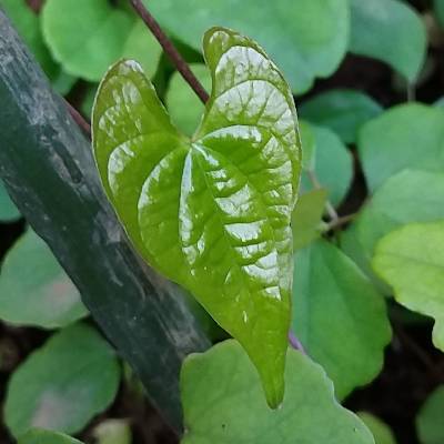 Buntaのプロフィール画像