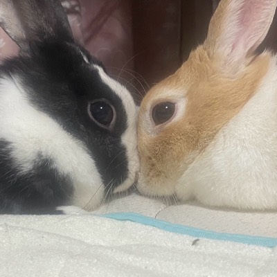 コクソンのプロフィール画像