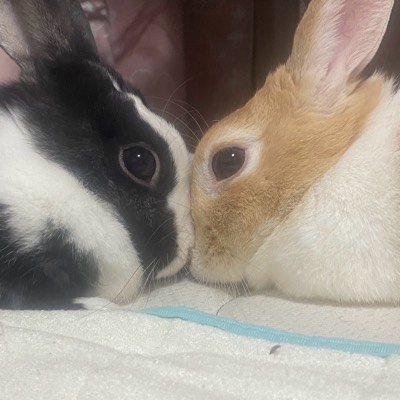 コクソンのプロフィール画像