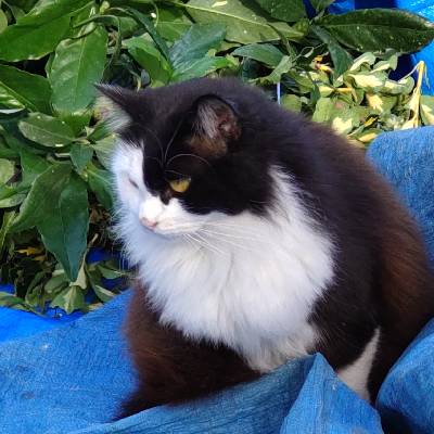 ブラックペッパーのプロフィール画像