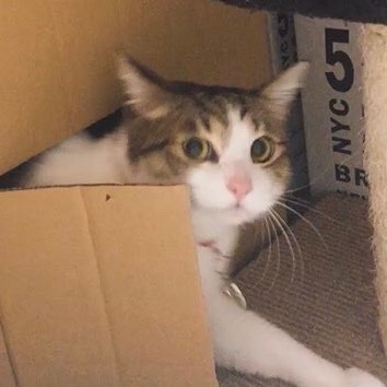 リリィのプロフィール画像