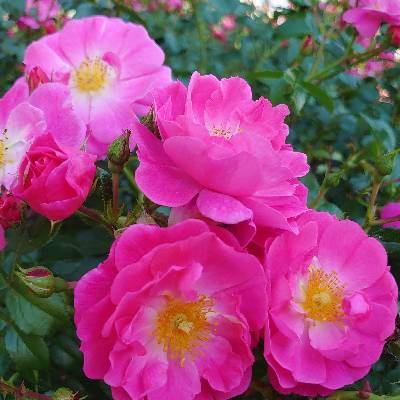 mokoのプロフィール画像