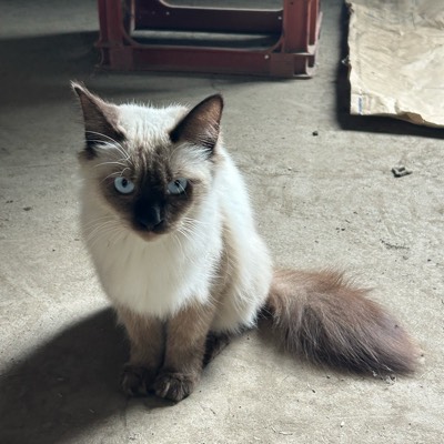 モスコミュール