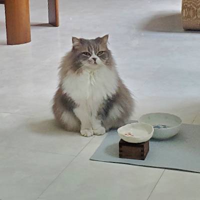 今を生きるねこのプロフィール画像