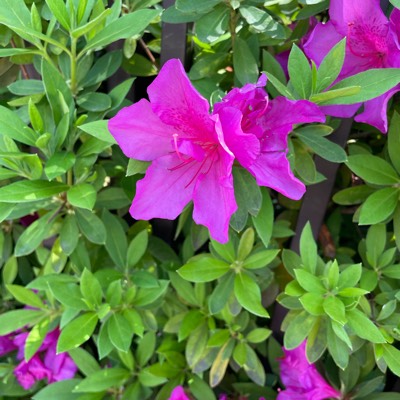 サクのプロフィール画像