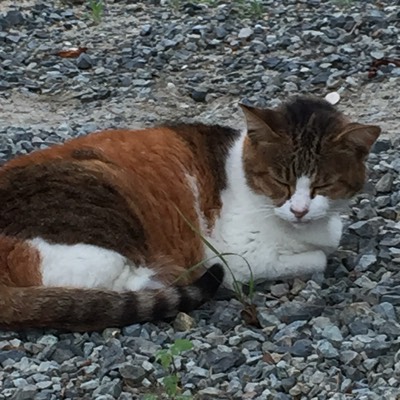 レイのプロフィール画像