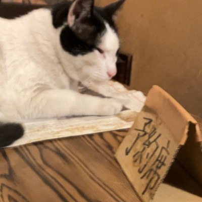 よしのプロフィール画像