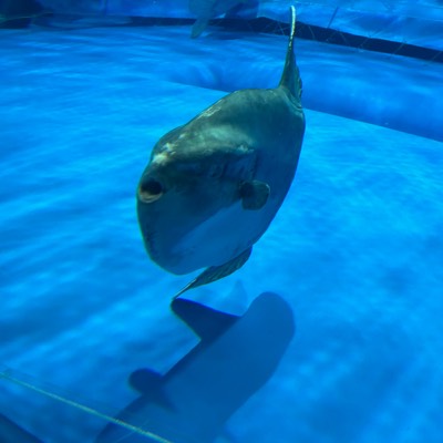 元に戻りたいゆっち