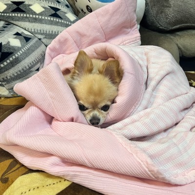 臆病いちご大福