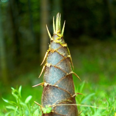 たけのこのプロフィール画像