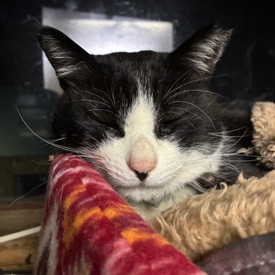 ハクのプロフィール画像