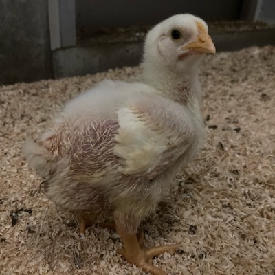 繭(まゆ)のプロフィール画像