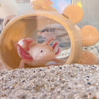 まるこのプロフィール画像