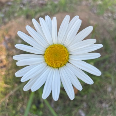 ギャンブルする奴はゴミ 