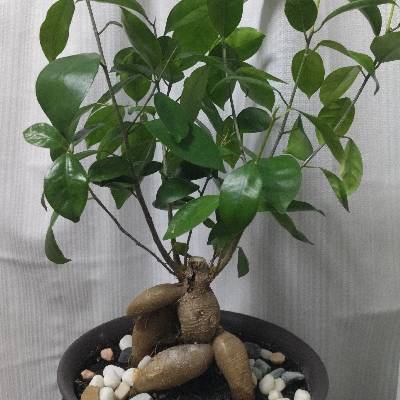 ガジュマルのプロフィール画像