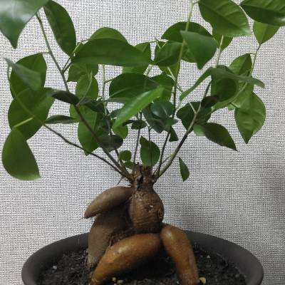 ガジュマルのプロフィール画像