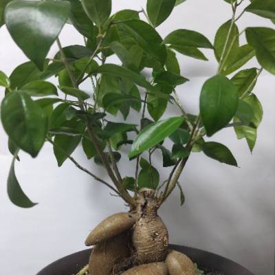 ガジュマルのプロフィール画像