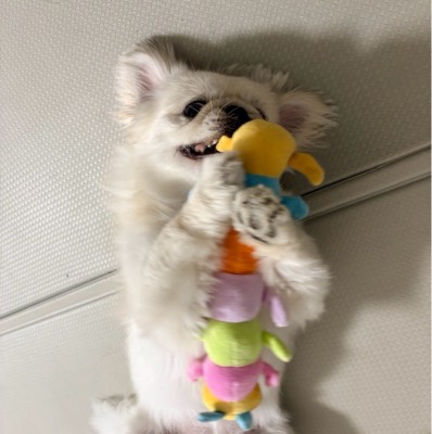 あゆ