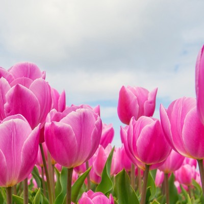 cocoaのプロフィール画像