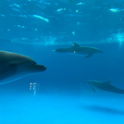 ちゃん꜀^. ̫.^꜆