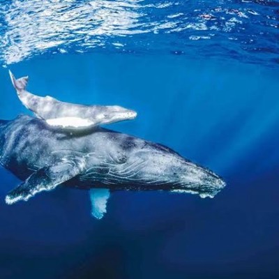 シン 断ギャン研究生のプロフィール画像