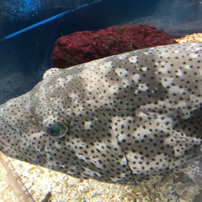 きんぱのプロフィール画像