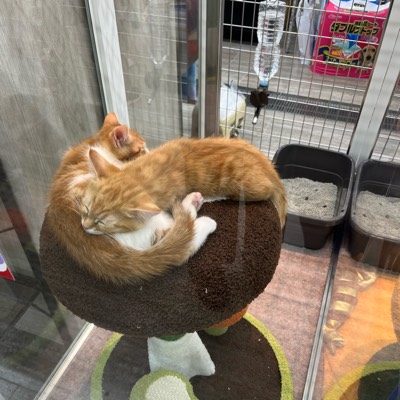 じょいのプロフィール画像