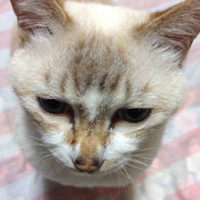 220shigekatsuのプロフィール画像