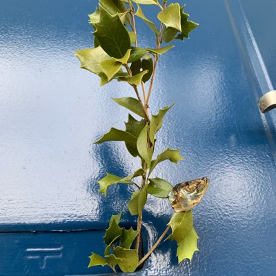 晩白柚のプロフィール画像