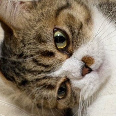 にゃんこ